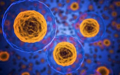 Basic Steps to Improve Your Immune System