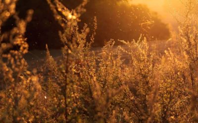Why do allergies return year after year?